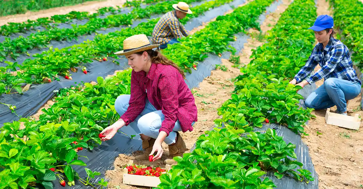Individuals working in a cultivated field, picking vegetables among green plants.