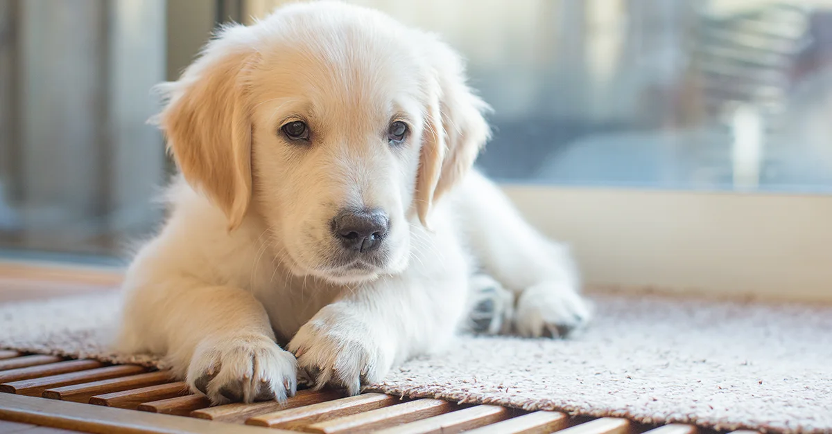 A golden retriever puppy lying on a mat indoors near a window.