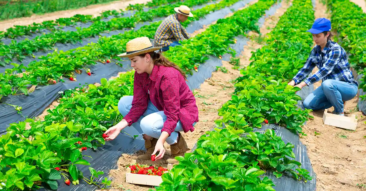Strawberry harvest
